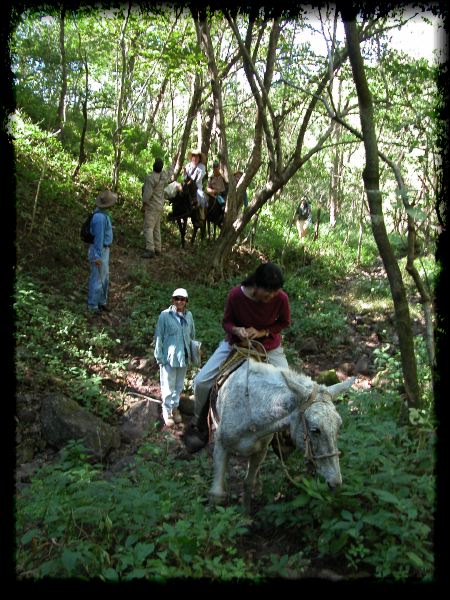 Botany by horseback