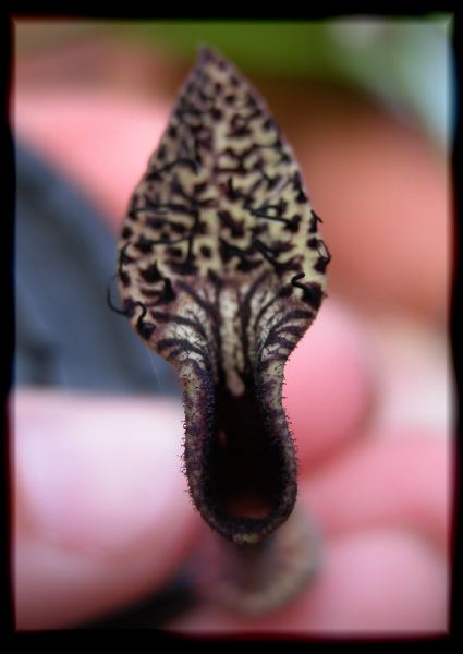 Aristolochia sp.