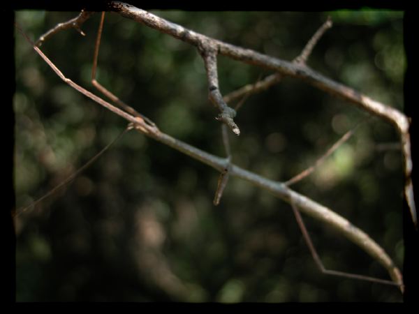a branch hides next to a walking stick.