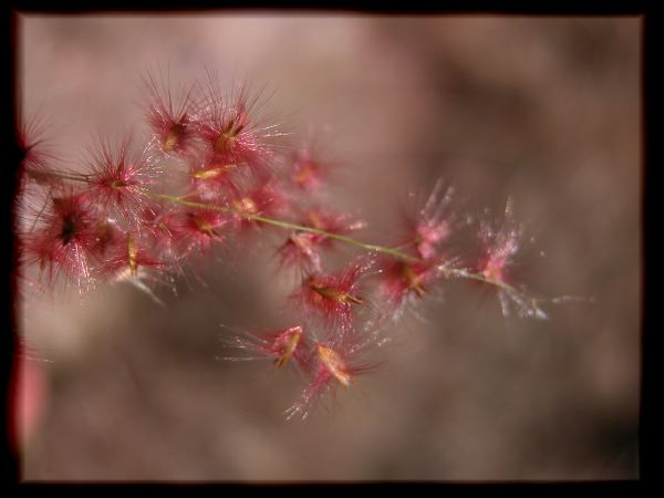 This invasive grass sure is pretty.