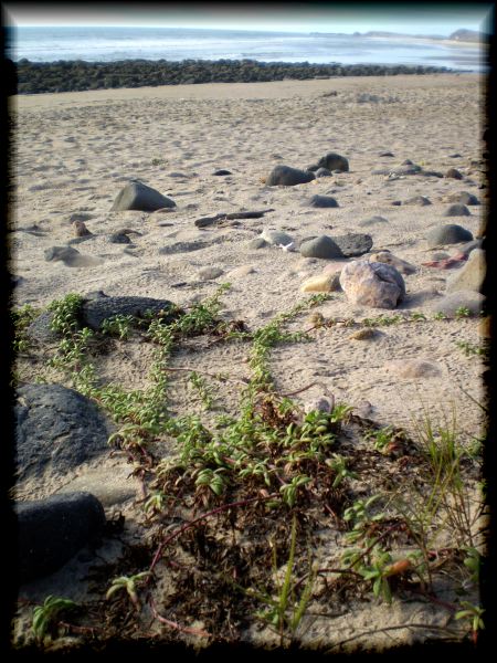 Pectis multiflosculosa spreads its way across the Mexican Pacific coast. Las Labradas, Sinaloa.