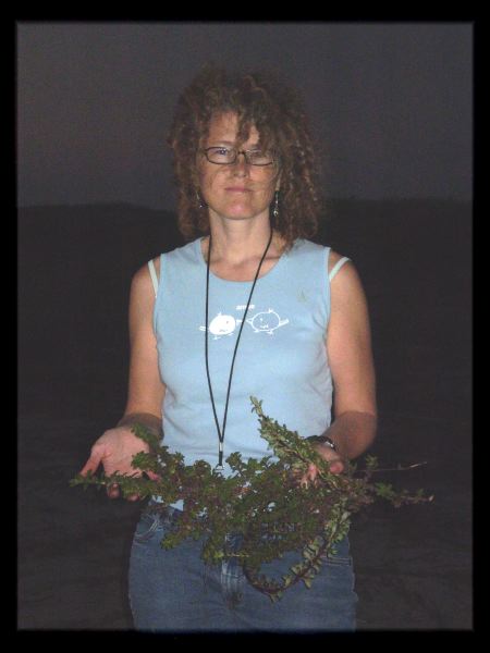 Collecting Pectis multiflosculosa at sunset, near Walamo, Sinaloa