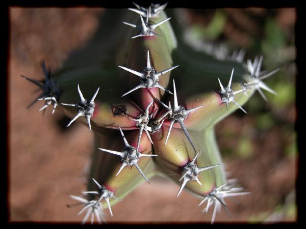 star cactus