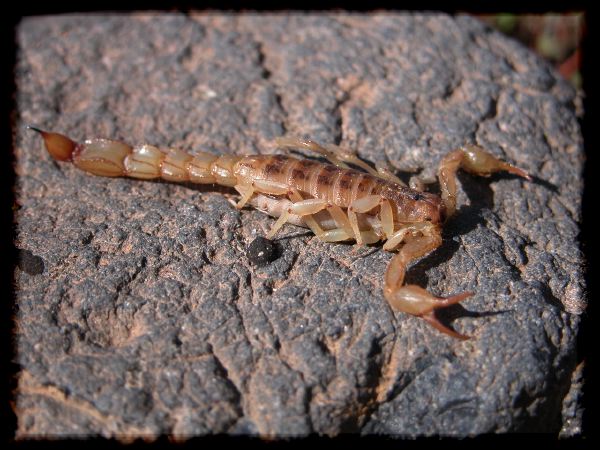 Sonoran scorpion