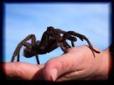 A tarantula in the hand...