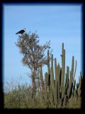 Caracara