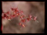 This invasive grass sure is pretty.