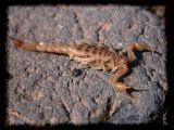 Sonoran scorpion