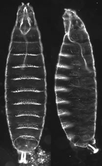 Drosophila Embryo