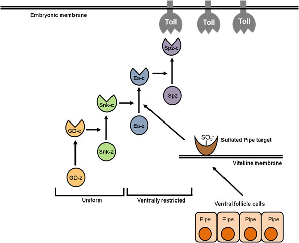 proteases